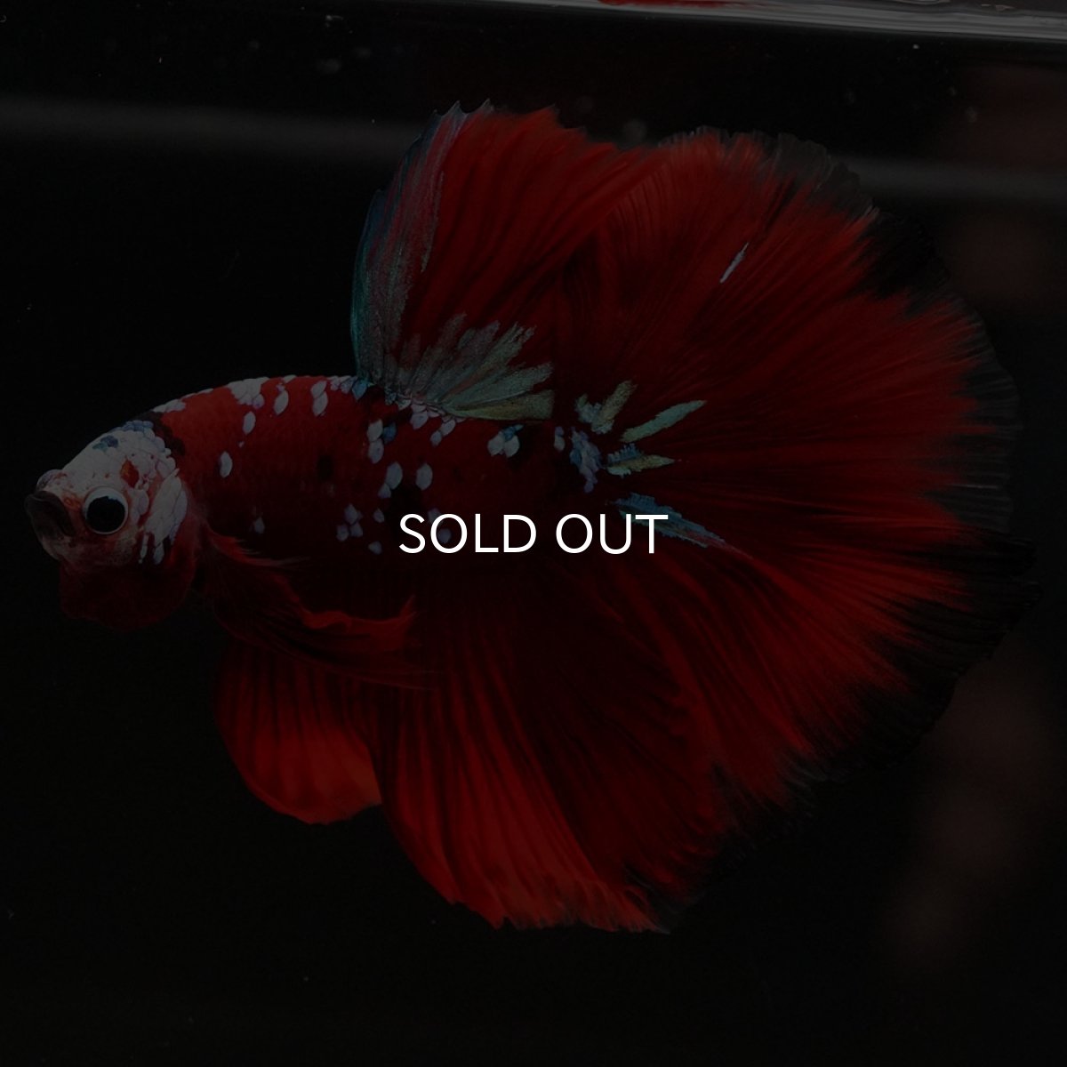 画像7: HM　レッドギャラクシー (7)