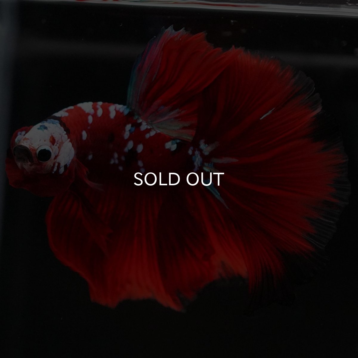 画像5: HM　レッドギャラクシー (5)