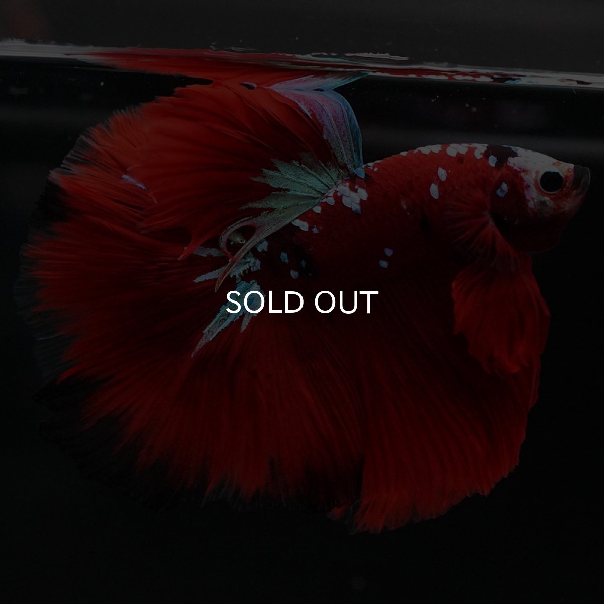 画像4: HM　レッドギャラクシー (4)