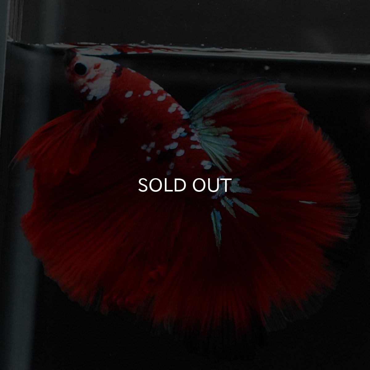 画像3: HM　レッドギャラクシー (3)