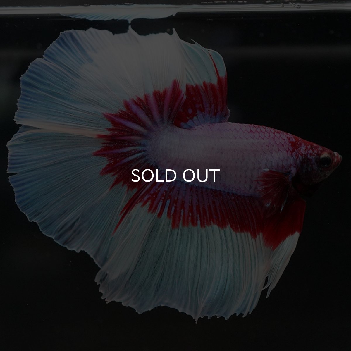 画像9: HM　ラベンダーバタフライ (9)