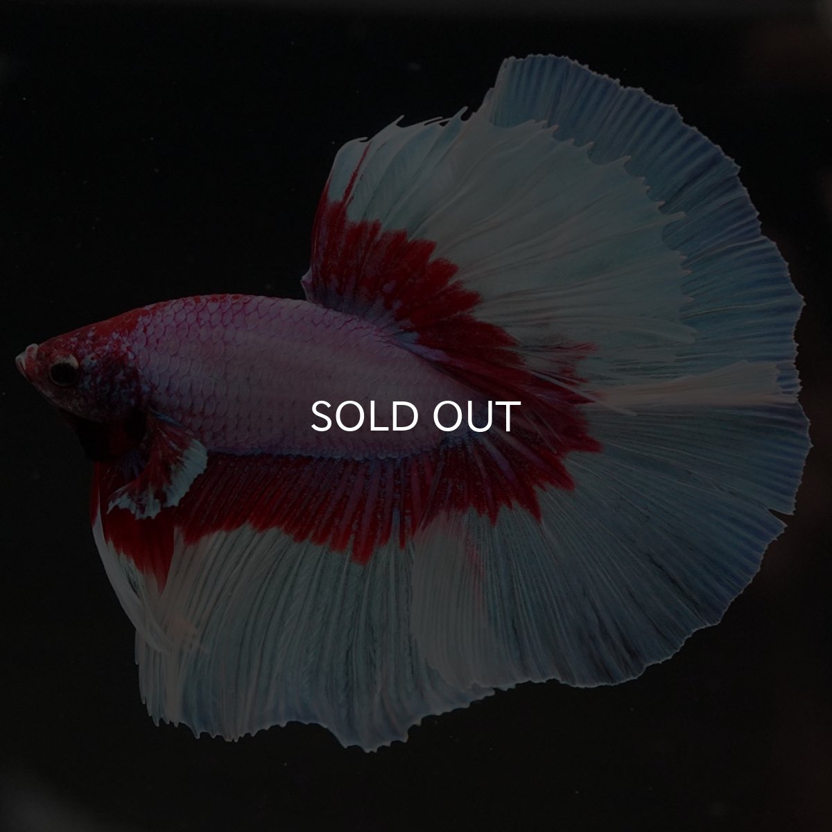 画像6: HM　ラベンダーバタフライ (6)