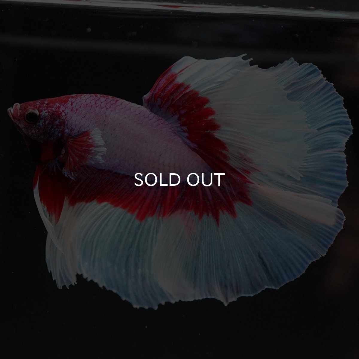 画像10: HM　ラベンダーバタフライ (10)