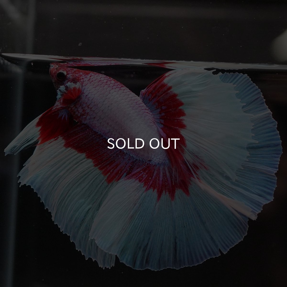 画像4: HM　ラベンダーバタフライ (4)