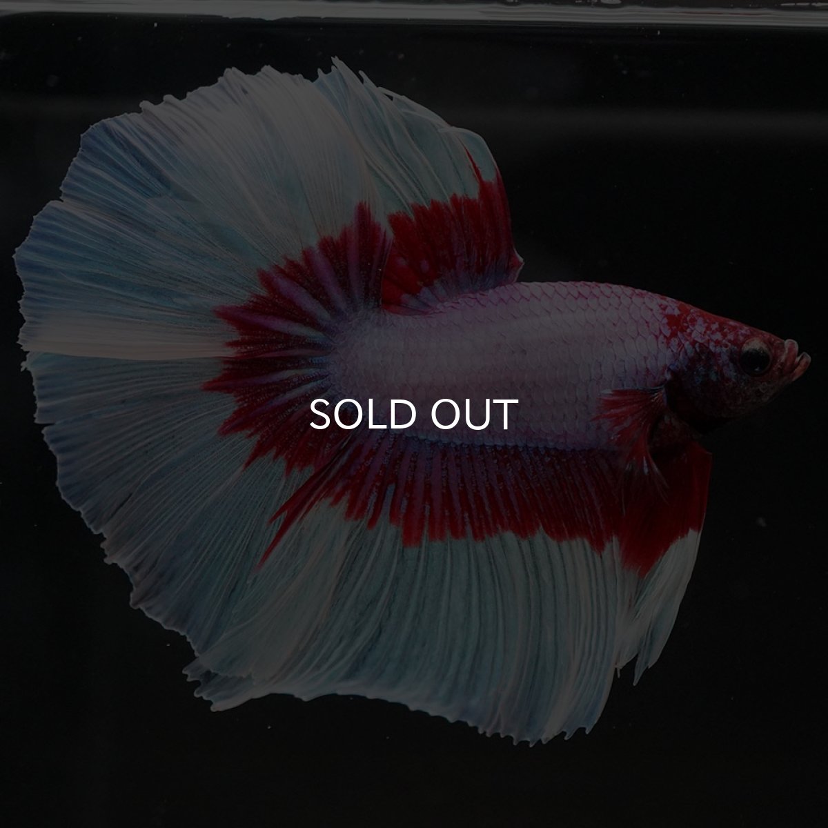 画像5: HM　ラベンダーバタフライ (5)