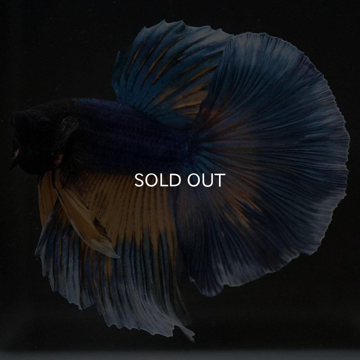 画像10: HM　マスタードガス (10)