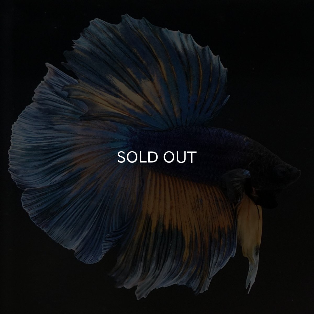 画像9: HM　マスタードガス (9)