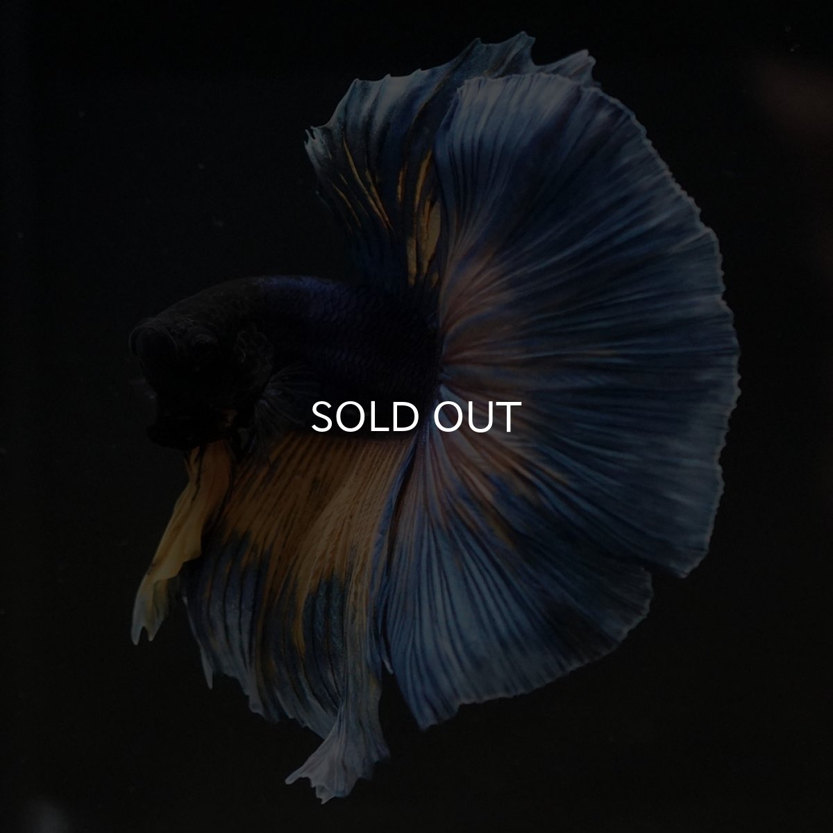 画像8: HM　マスタードガス (8)