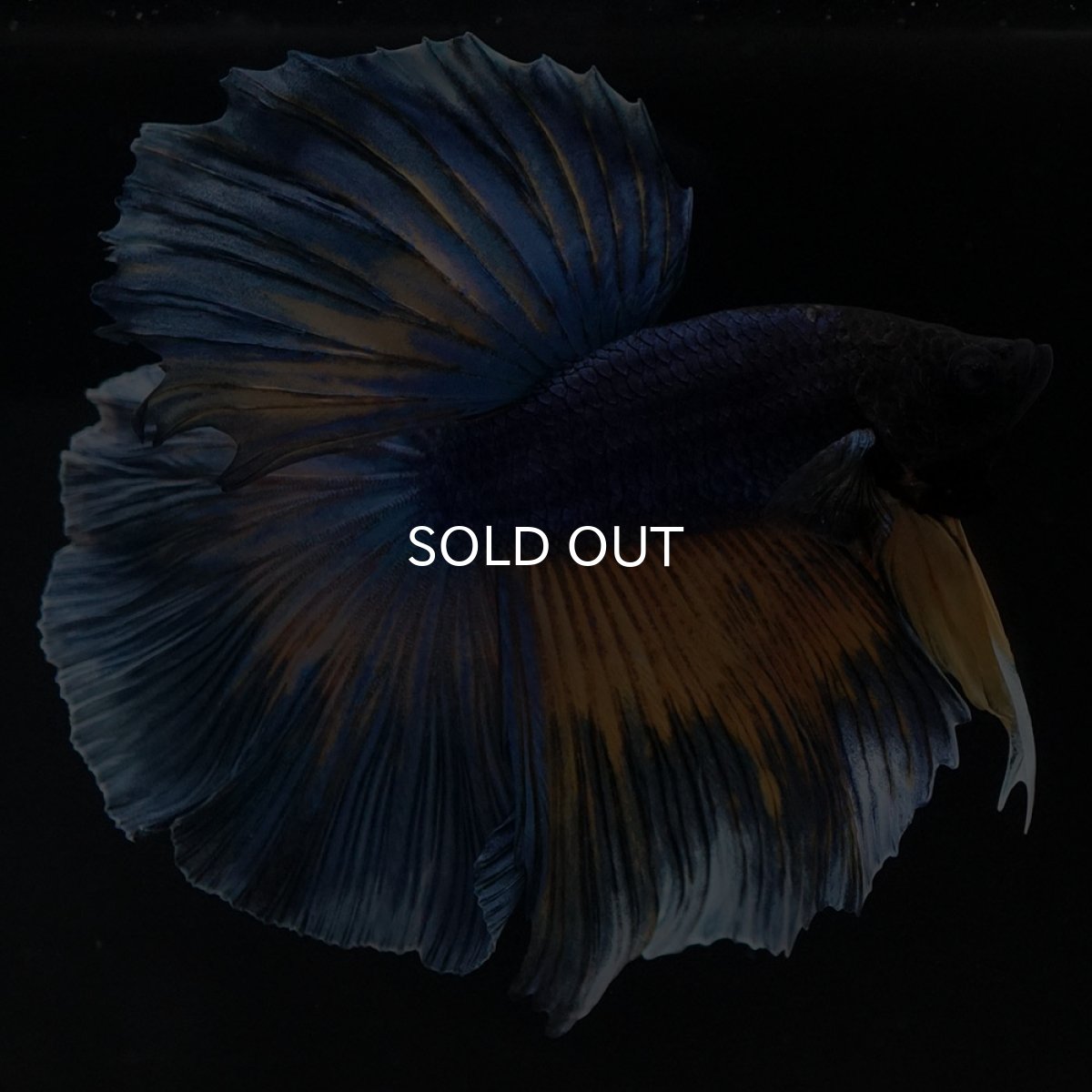 画像7: HM　マスタードガス (7)