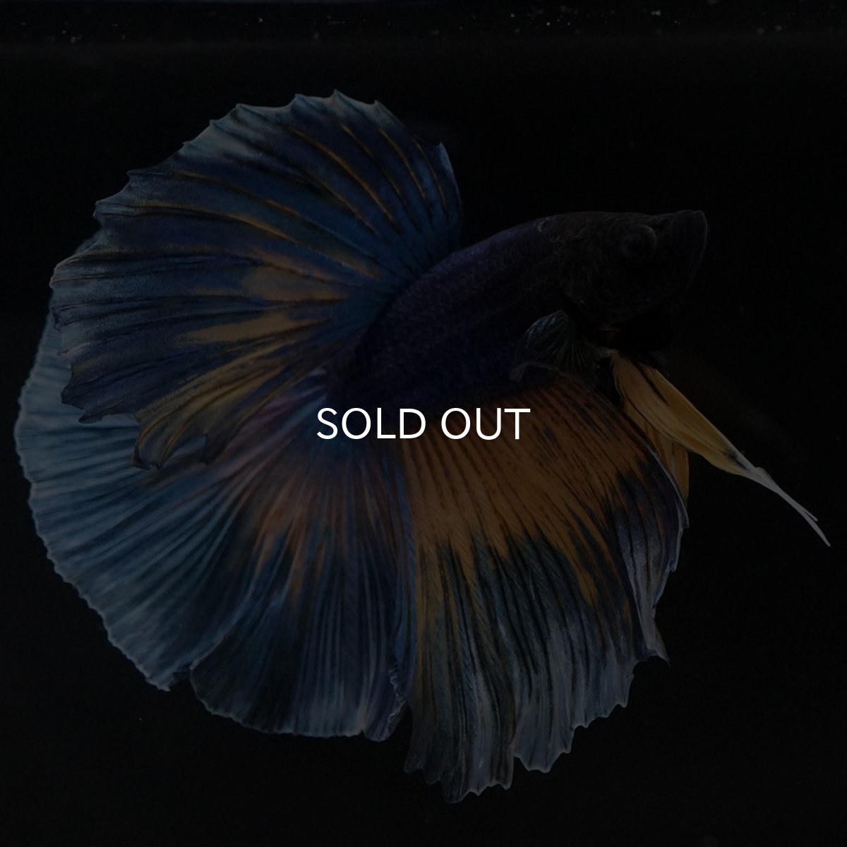 画像5: HM　マスタードガス (5)