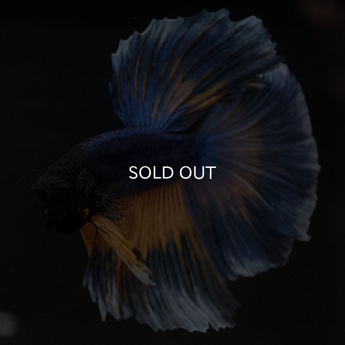 画像6: HM　マスタードガス (6)