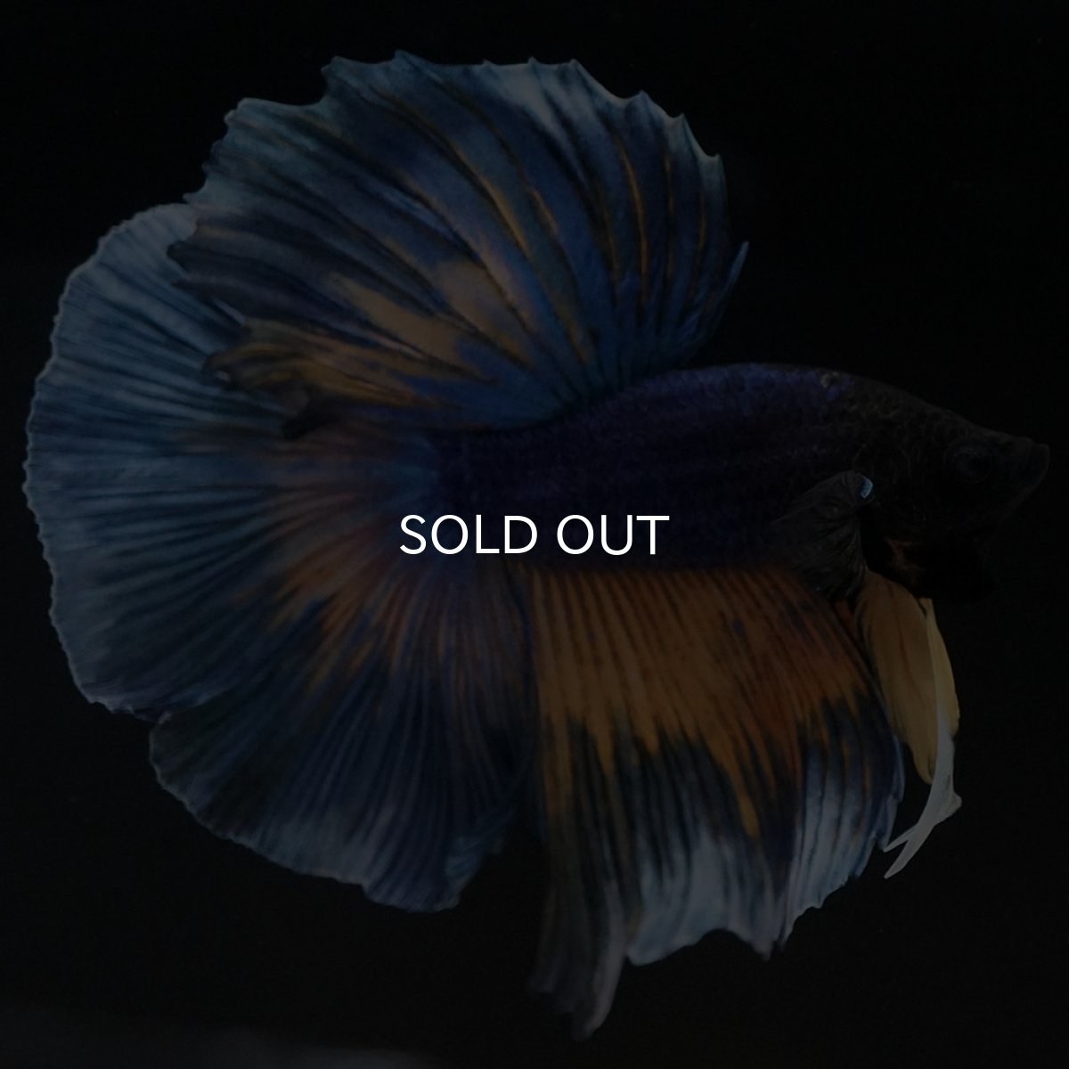 画像3: HM　マスタードガス (3)