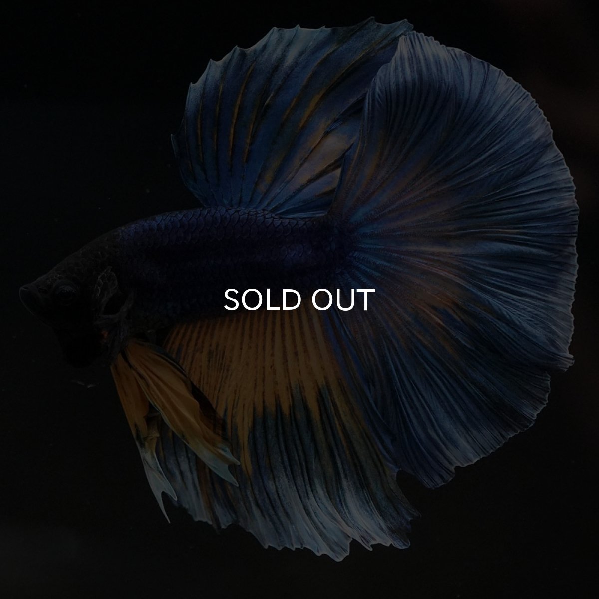 画像2: HM　マスタードガス (2)