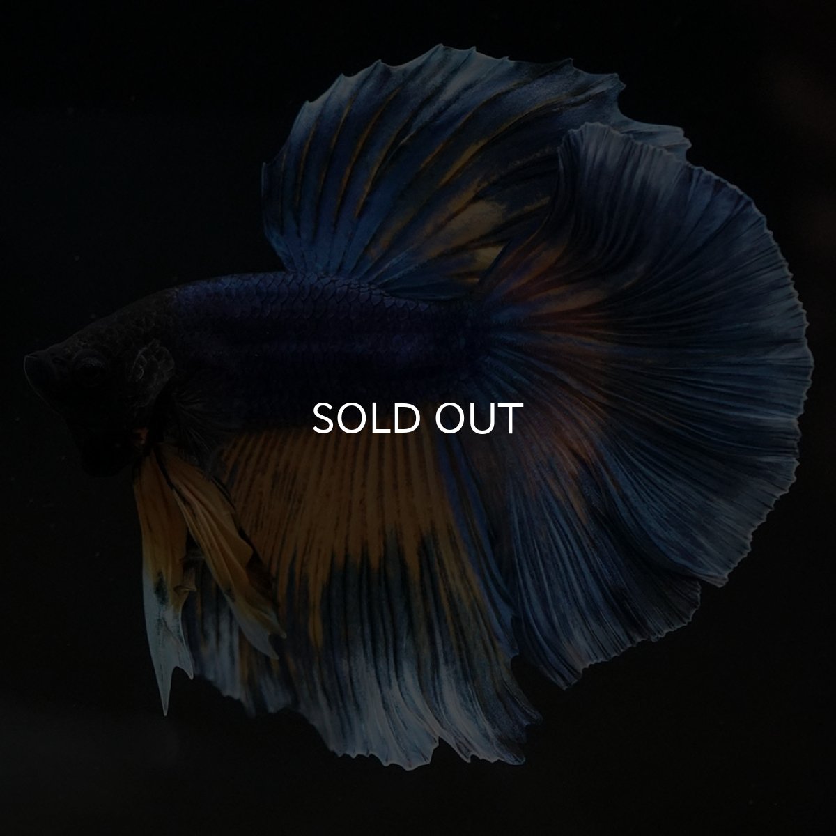 画像4: HM　マスタードガス (4)