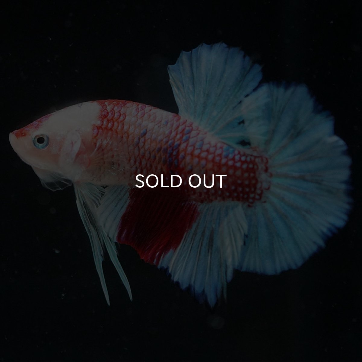 画像5: HMPK ファンシー (5)