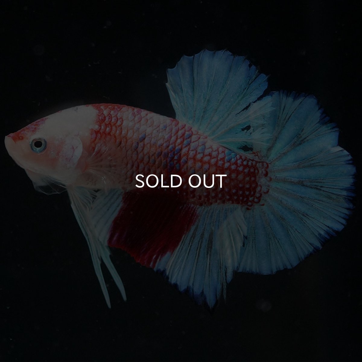 画像3: HMPK ファンシー (3)