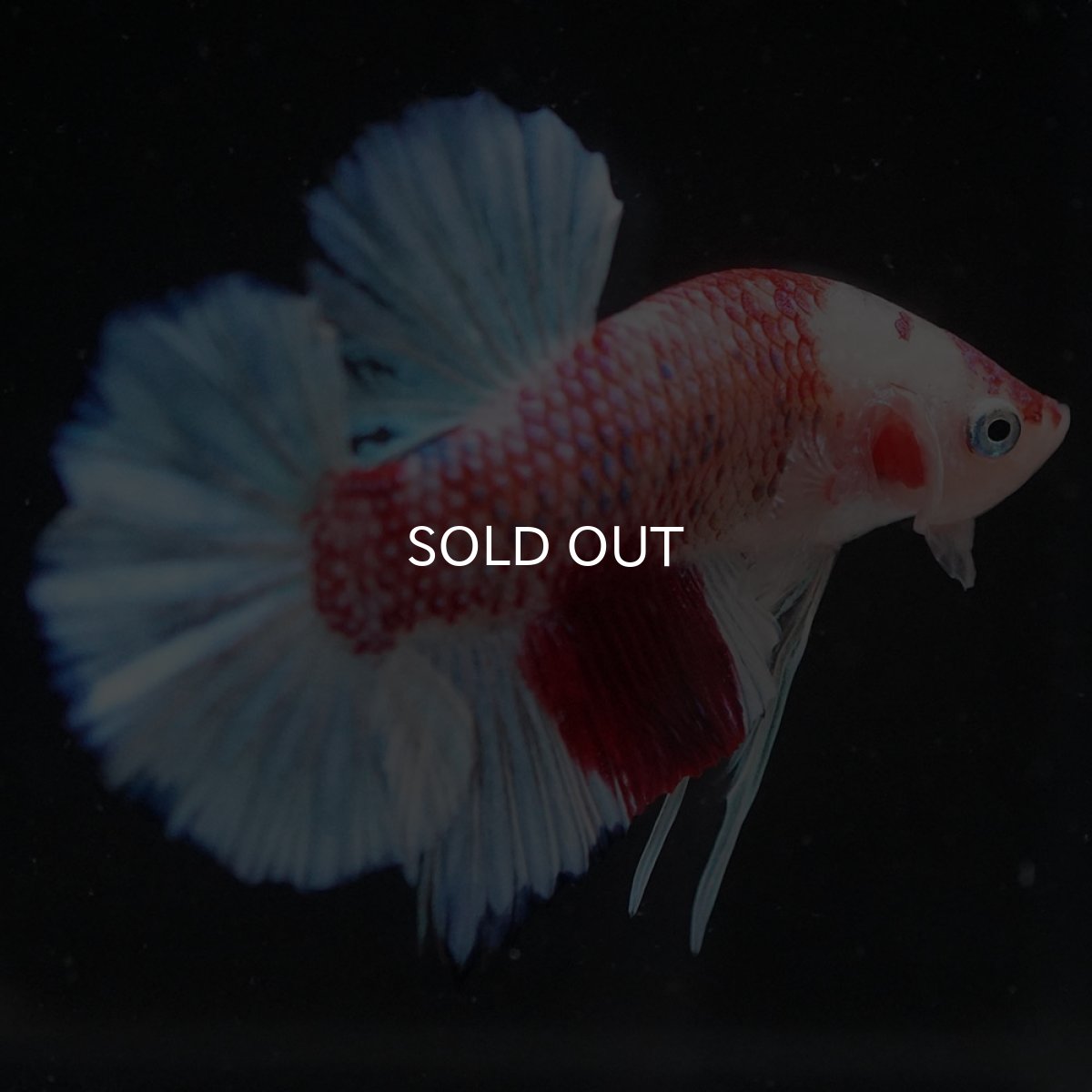 画像6: HMPK ファンシー (6)