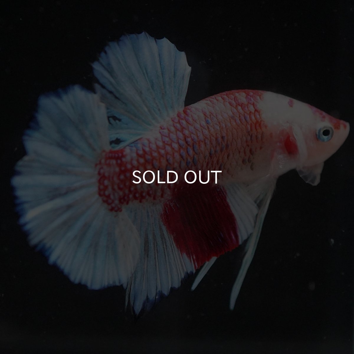 画像4: HMPK ファンシー (4)