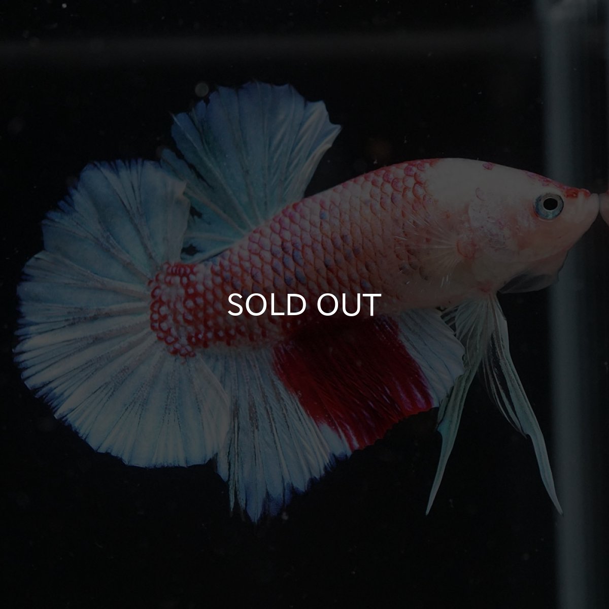 画像2: HMPK ファンシー (2)