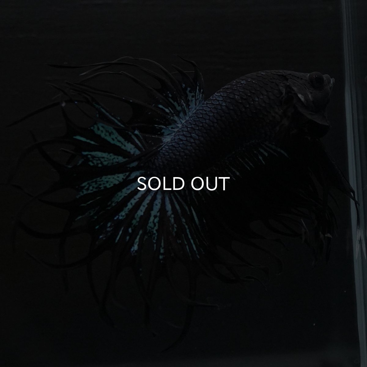 画像9: KCT　ブラックオーキッド (9)