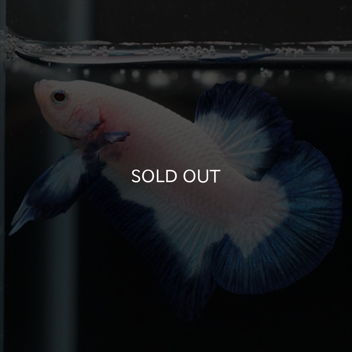 画像16: HMPK ブルーリム (16)