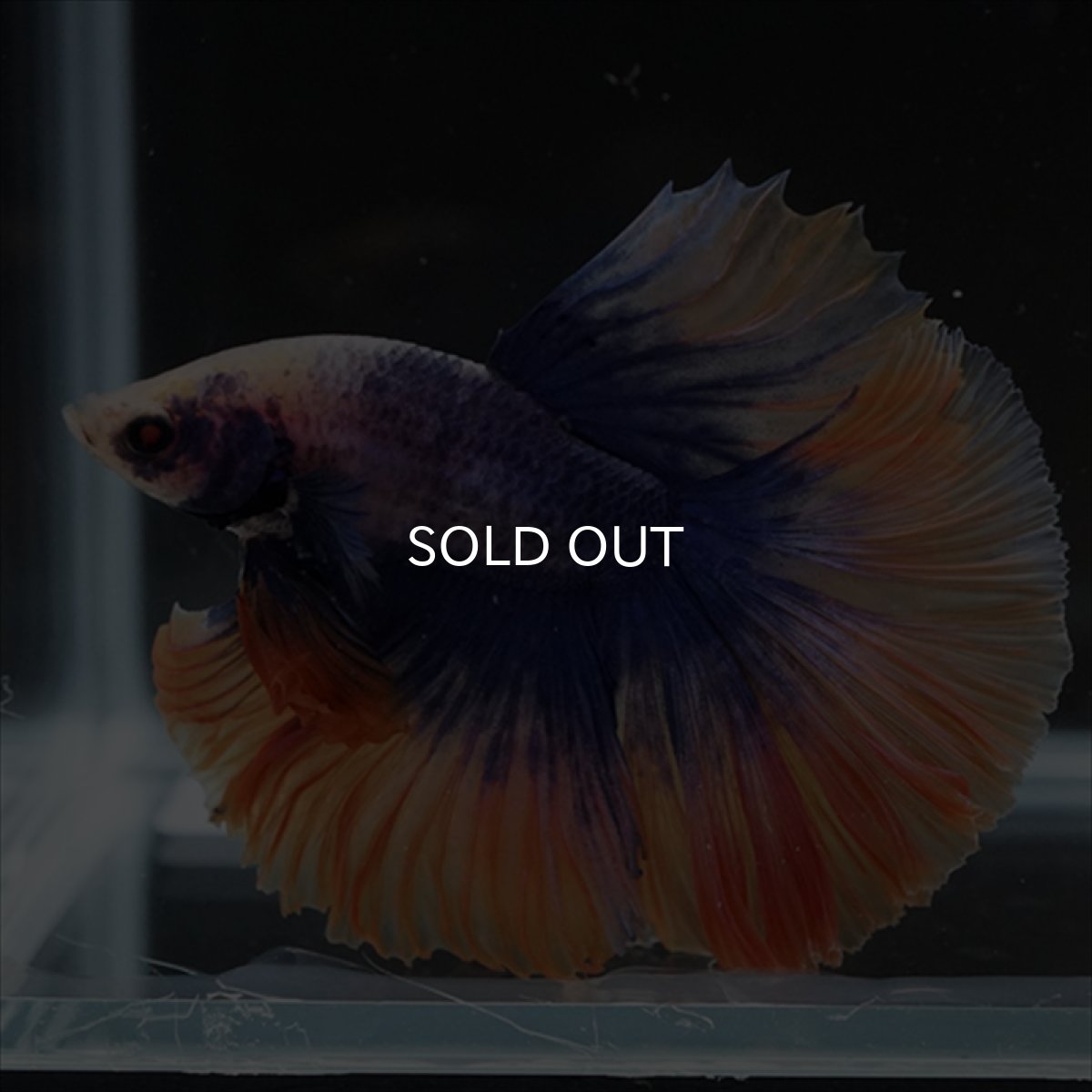 画像11: HM　イエローブルー (11)