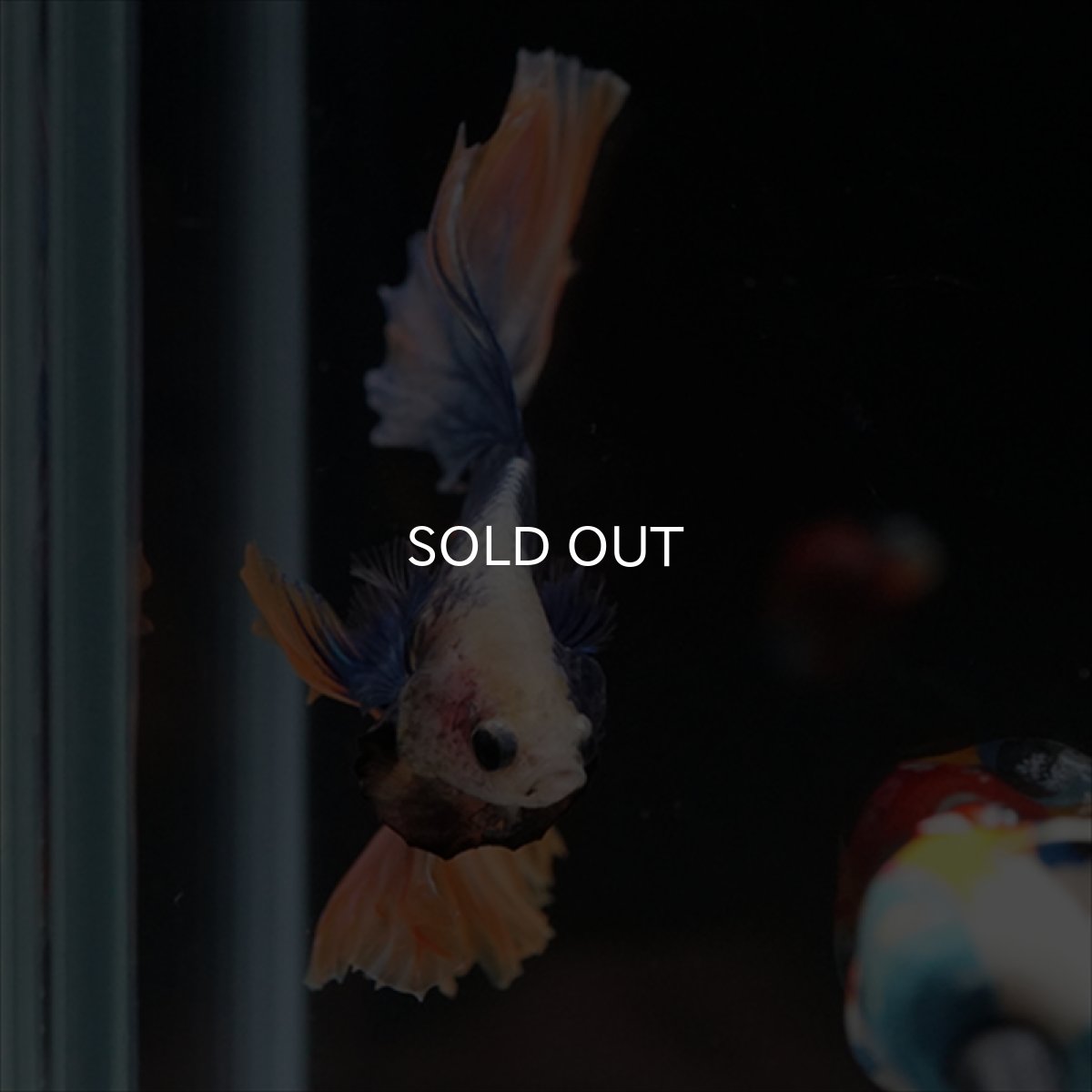 画像10: HM　イエローブルー (10)