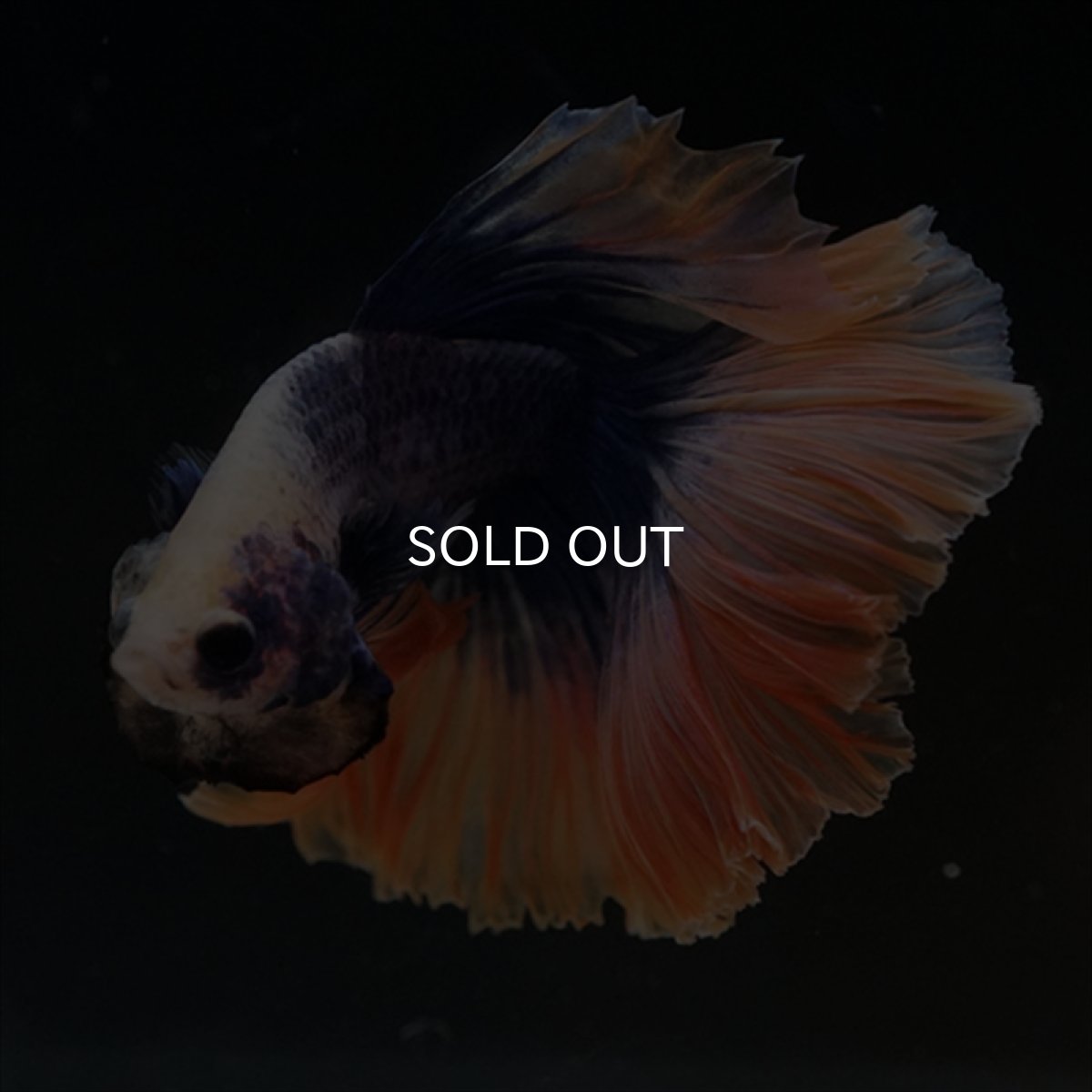 画像3: HM　イエローブルー (3)