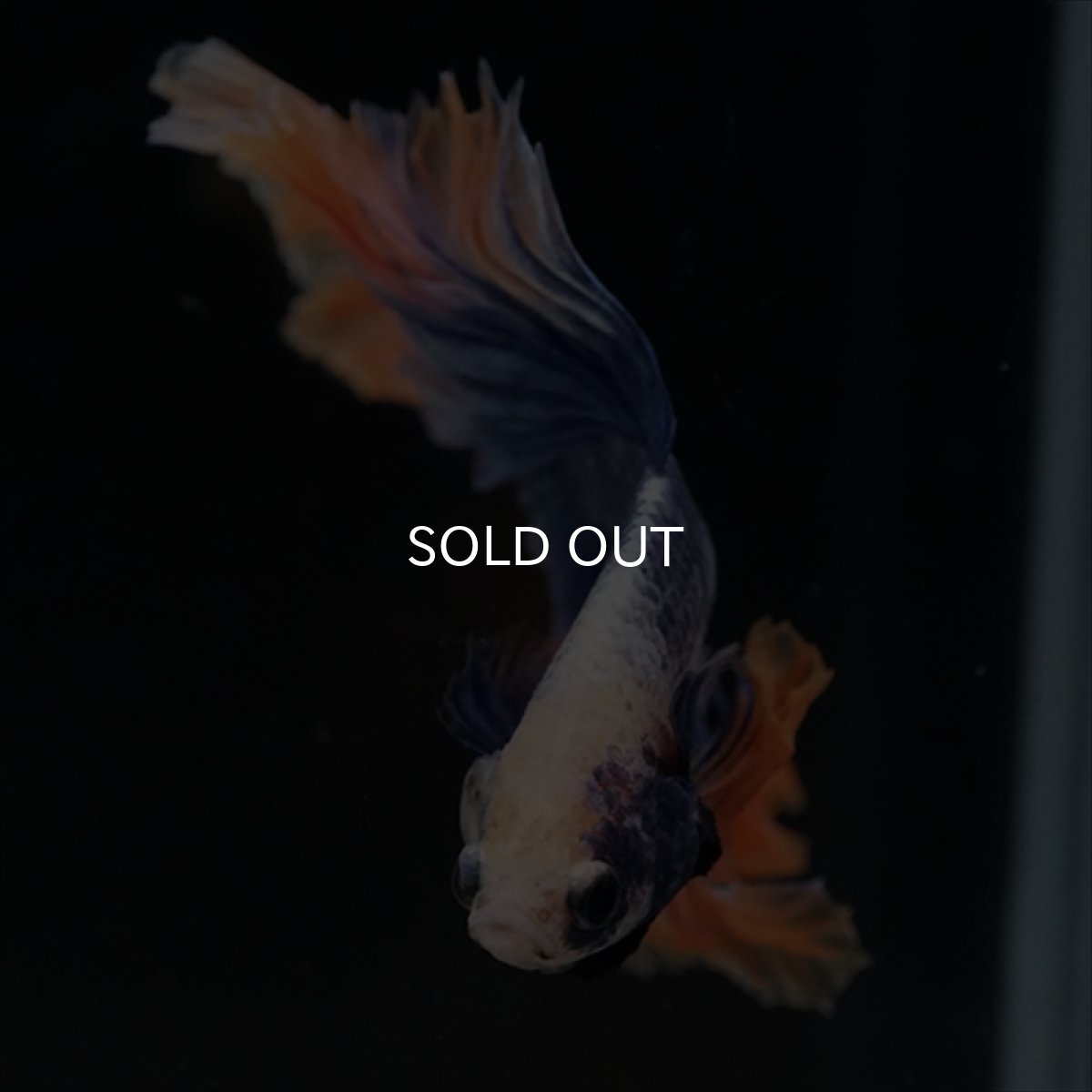 画像9: HM　イエローブルー (9)