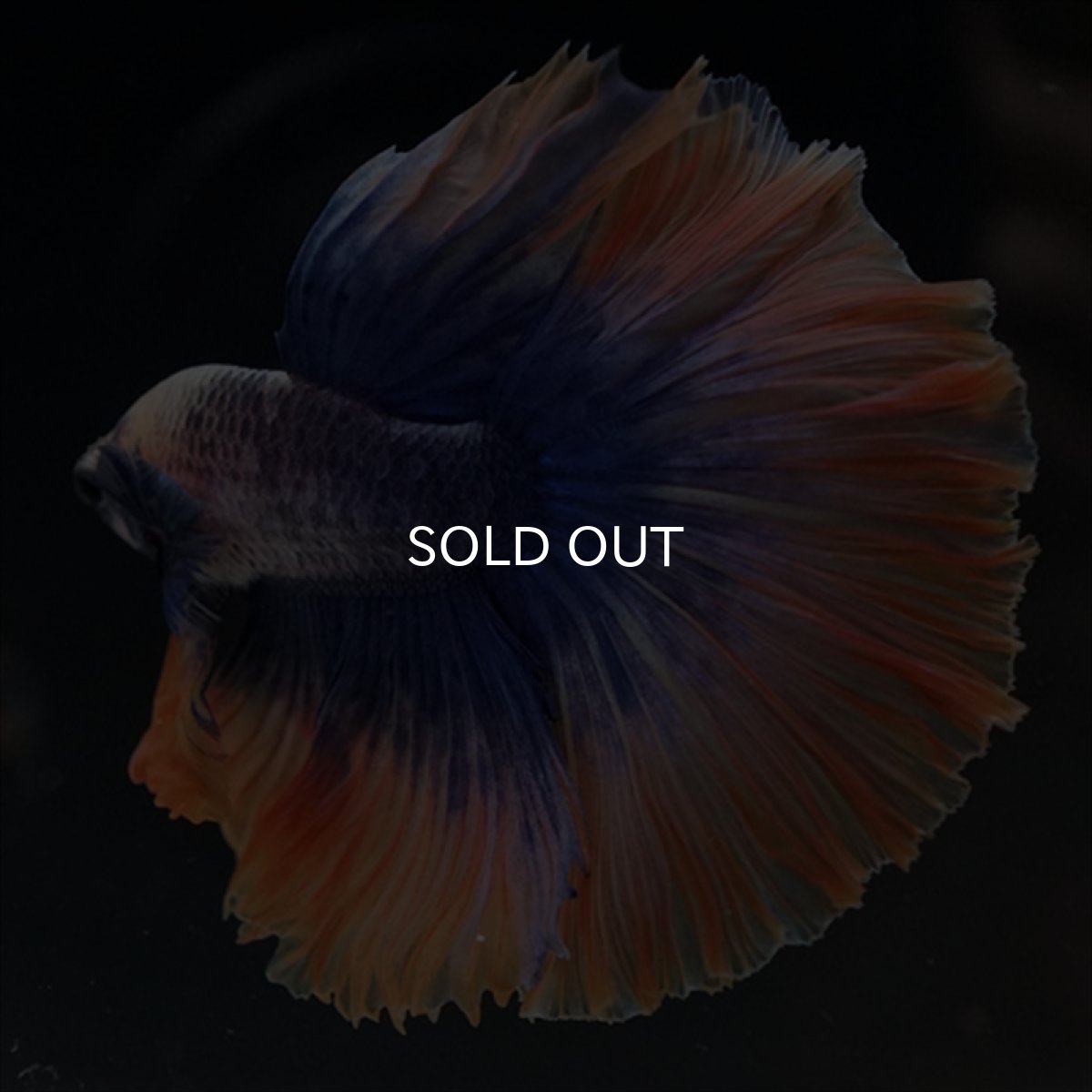 画像2: HM　イエローブルー (2)