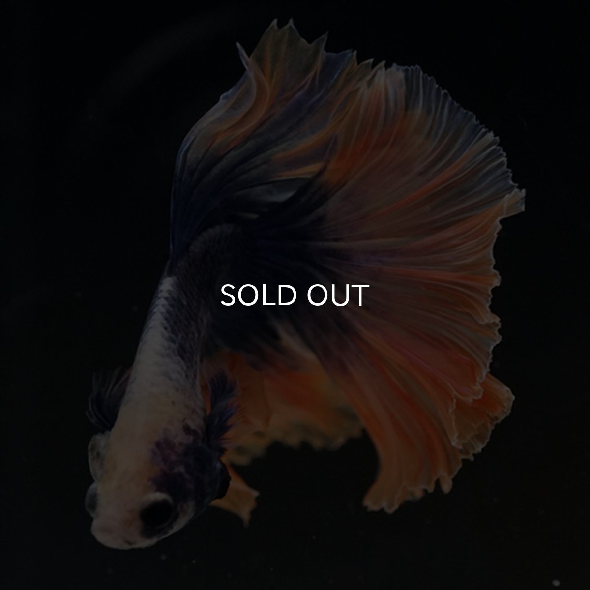 画像8: HM　イエローブルー (8)