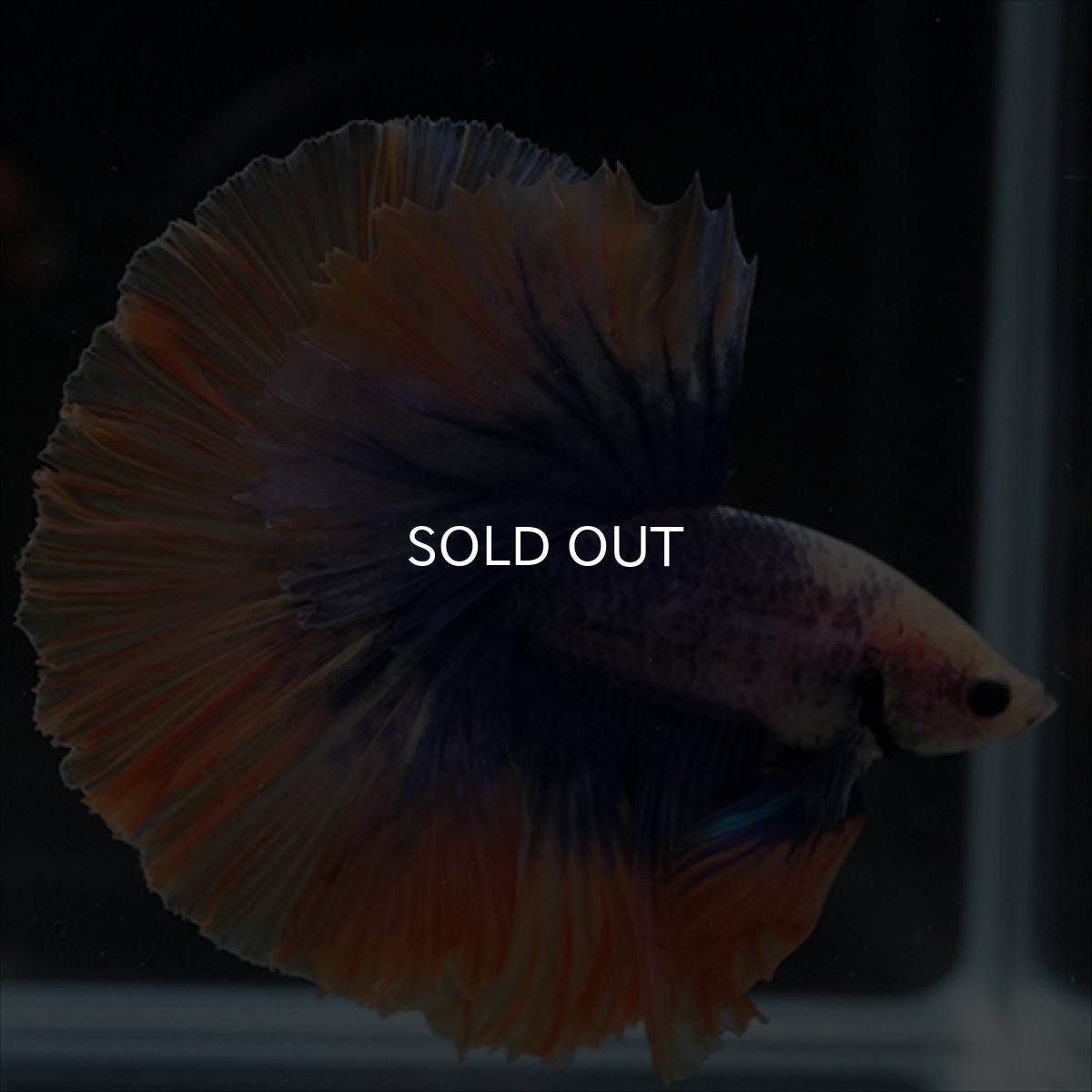 画像7: HM　イエローブルー (7)