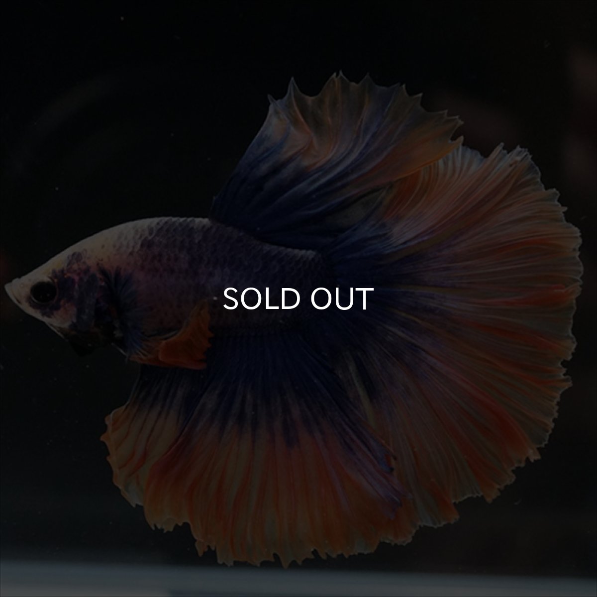 画像6: HM　イエローブルー (6)