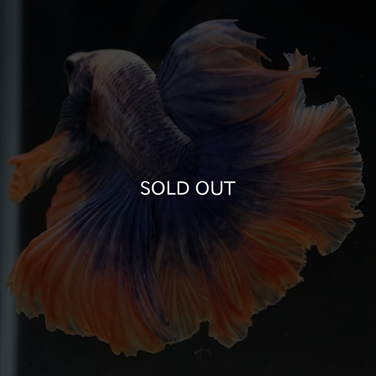 画像5: HM　イエローブルー (5)