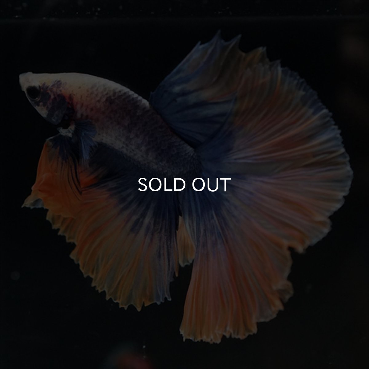 画像4: HM　イエローブルー (4)