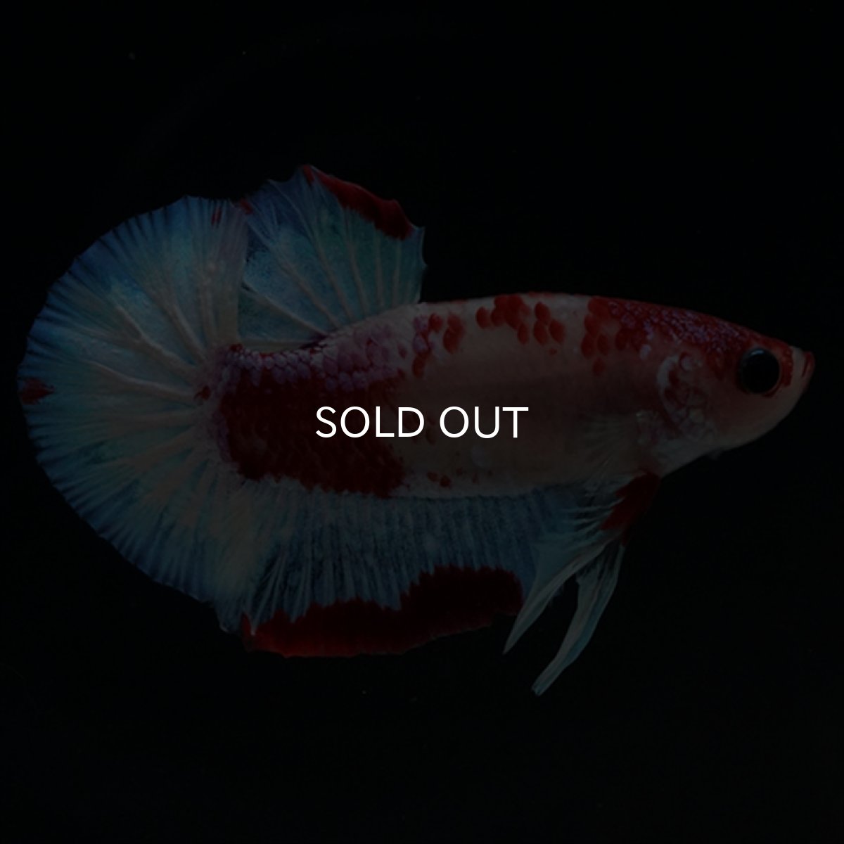 画像6: HMPK　ファンシーレッド (6)