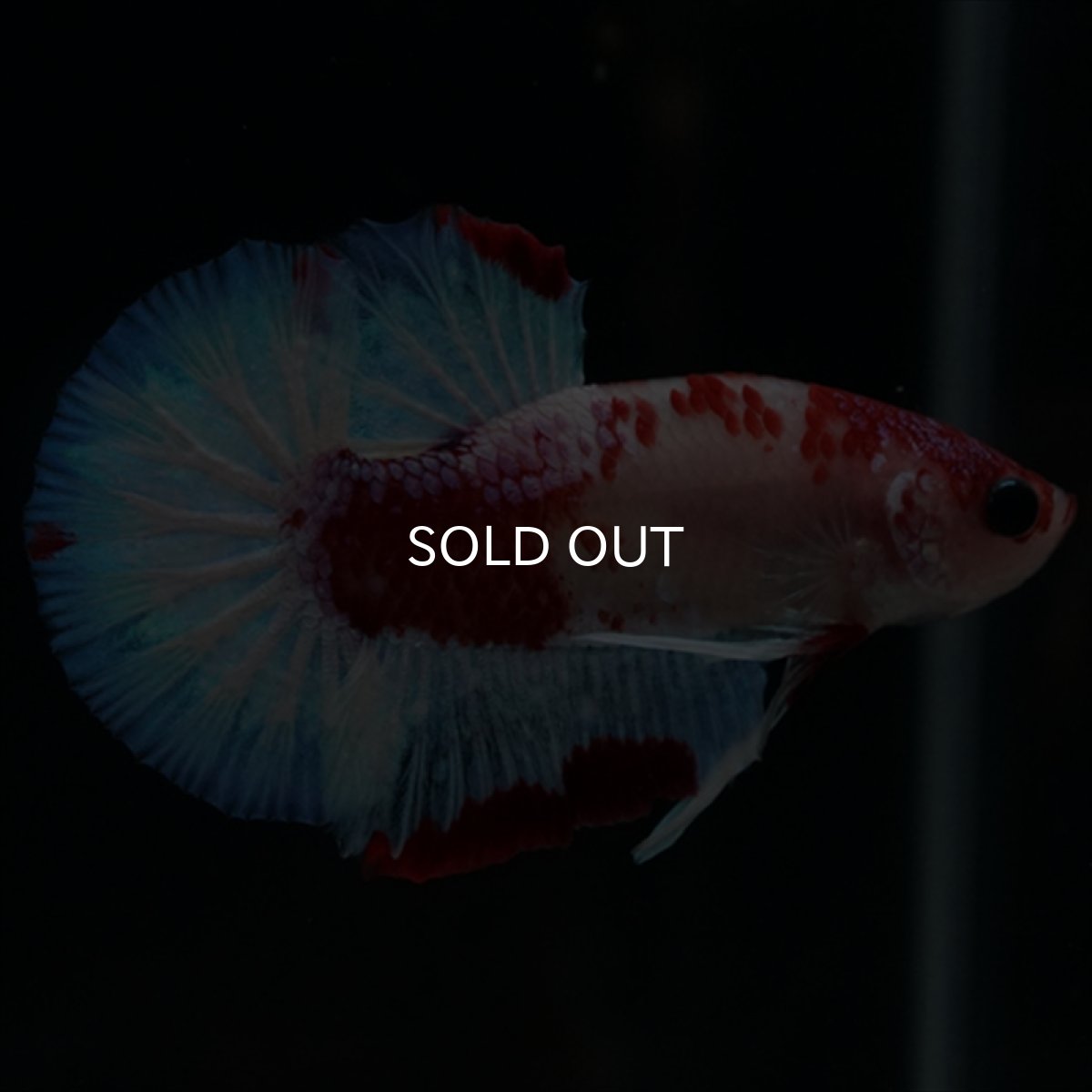 画像5: HMPK　ファンシーレッド (5)