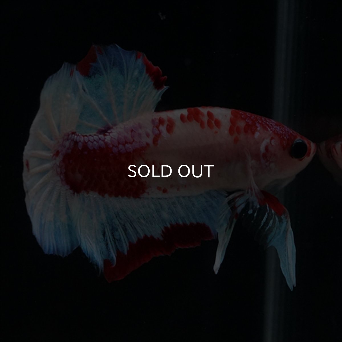 画像3: HMPK　ファンシーレッド (3)