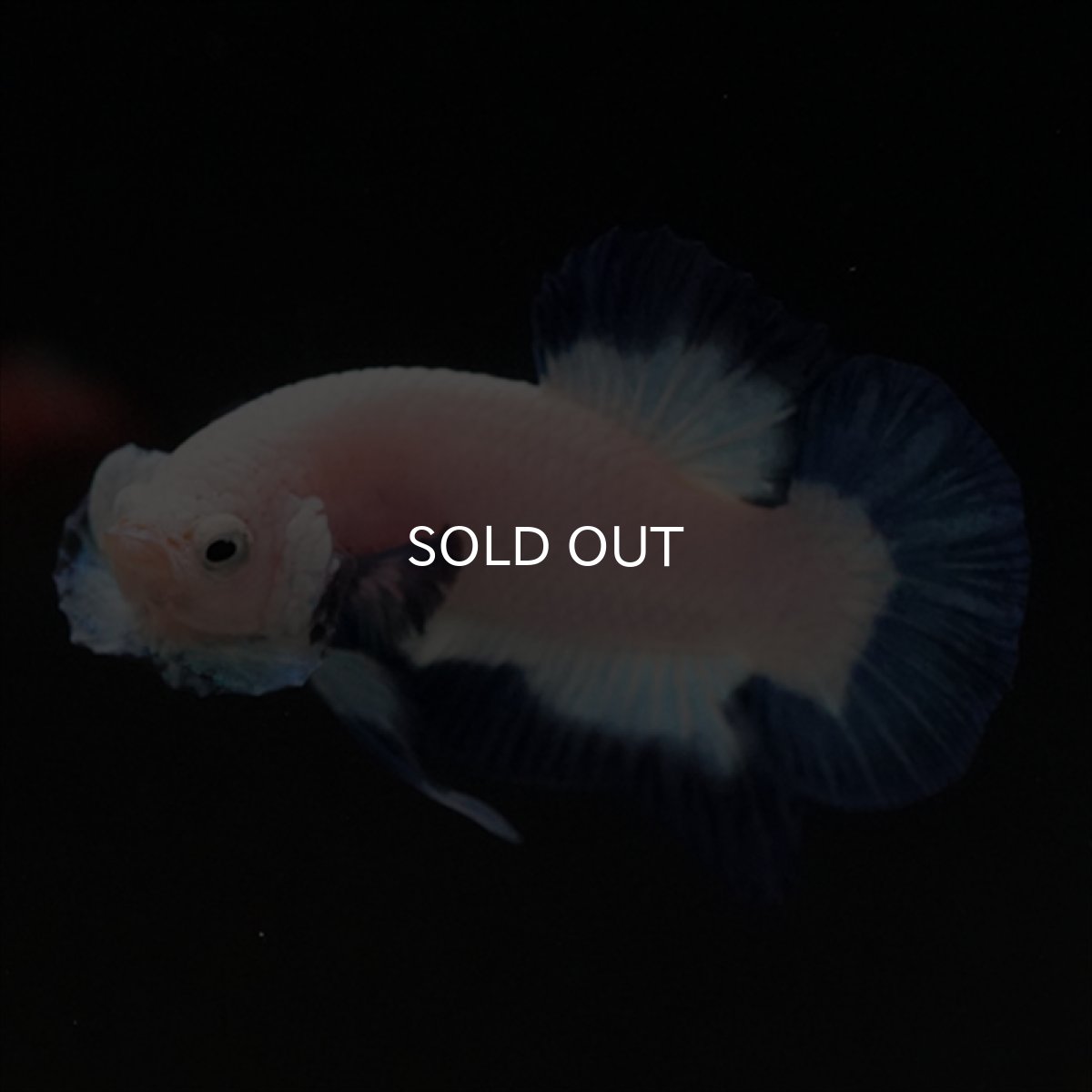 画像15: HMPK ブルーリム (15)