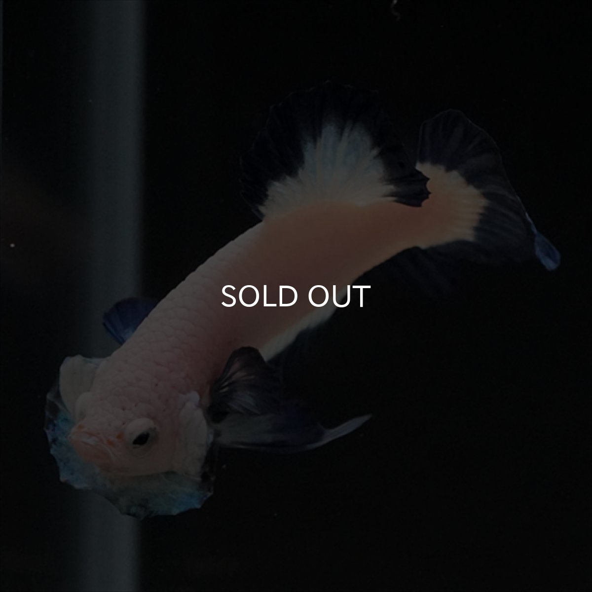 画像14: HMPK ブルーリム (14)