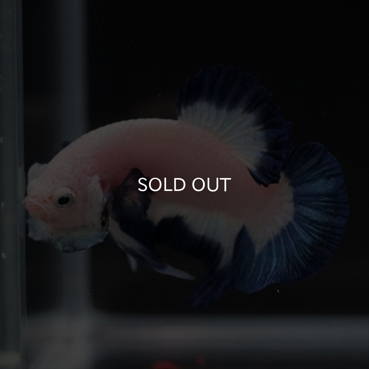 画像13: HMPK ブルーリム (13)