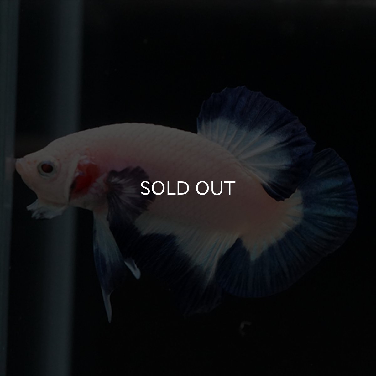 画像12: HMPK ブルーリム (12)