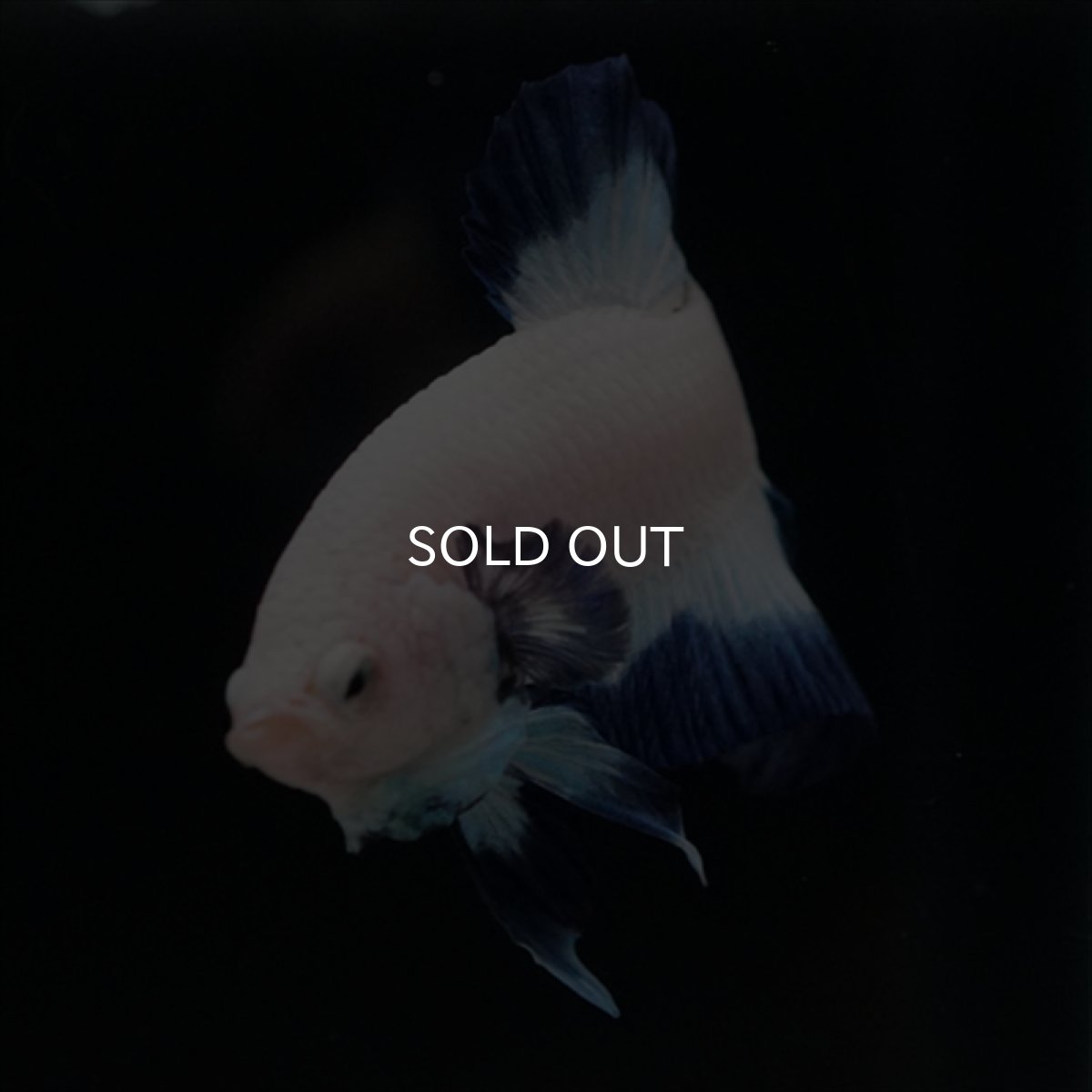 画像11: HMPK ブルーリム (11)