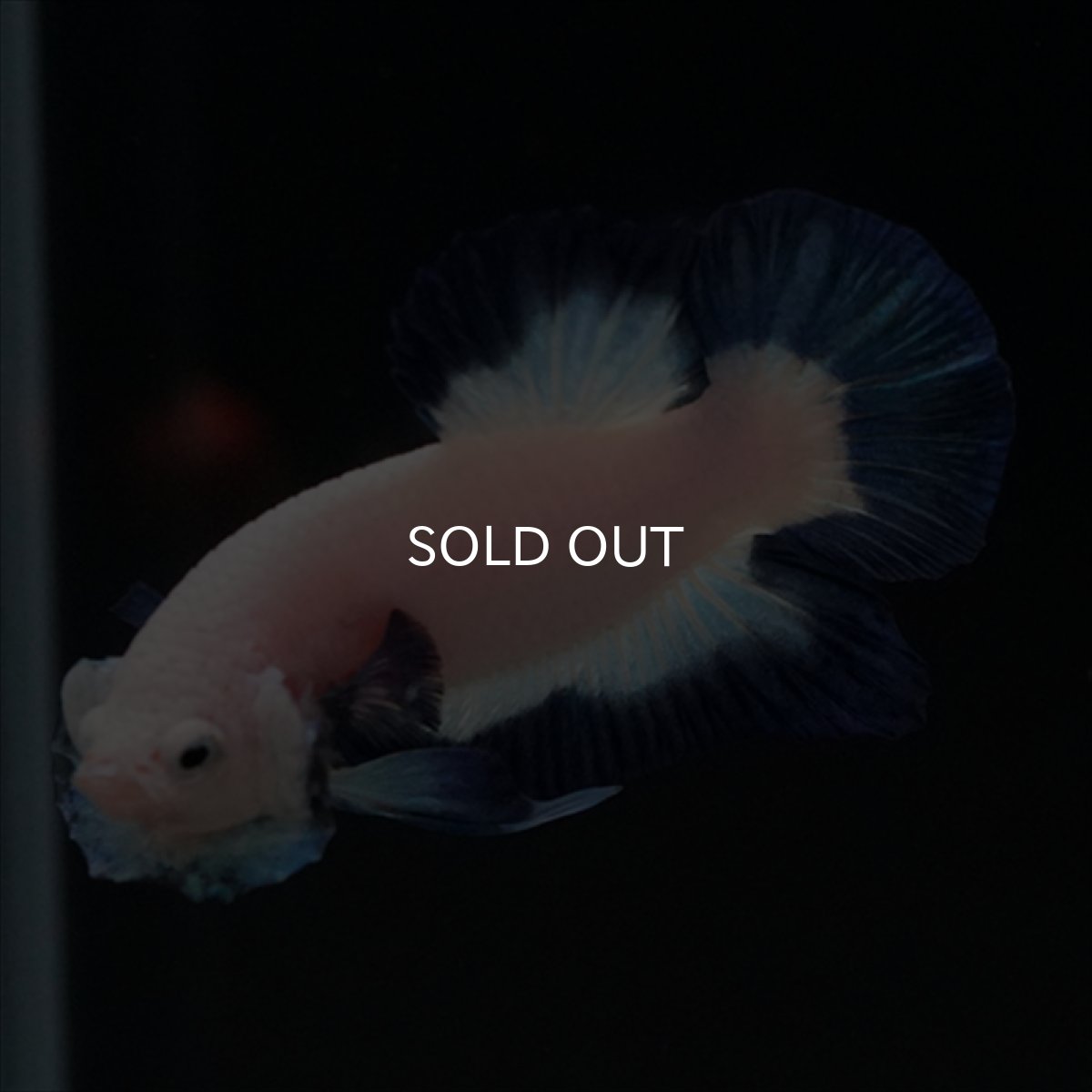 画像10: HMPK ブルーリム (10)