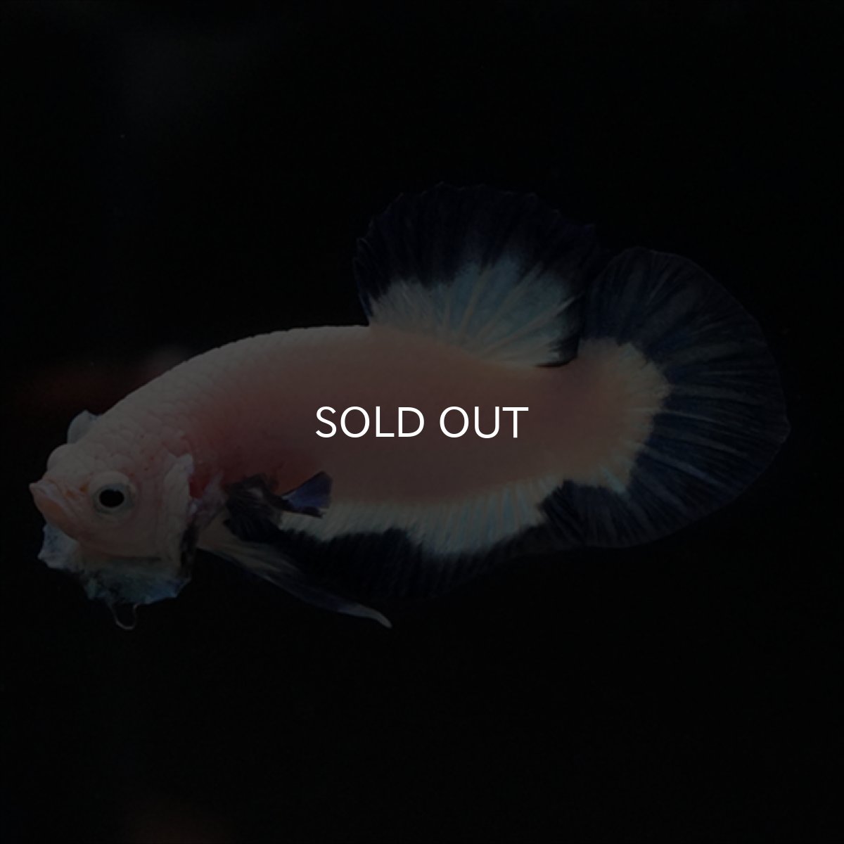 画像8: HMPK ブルーリム (8)