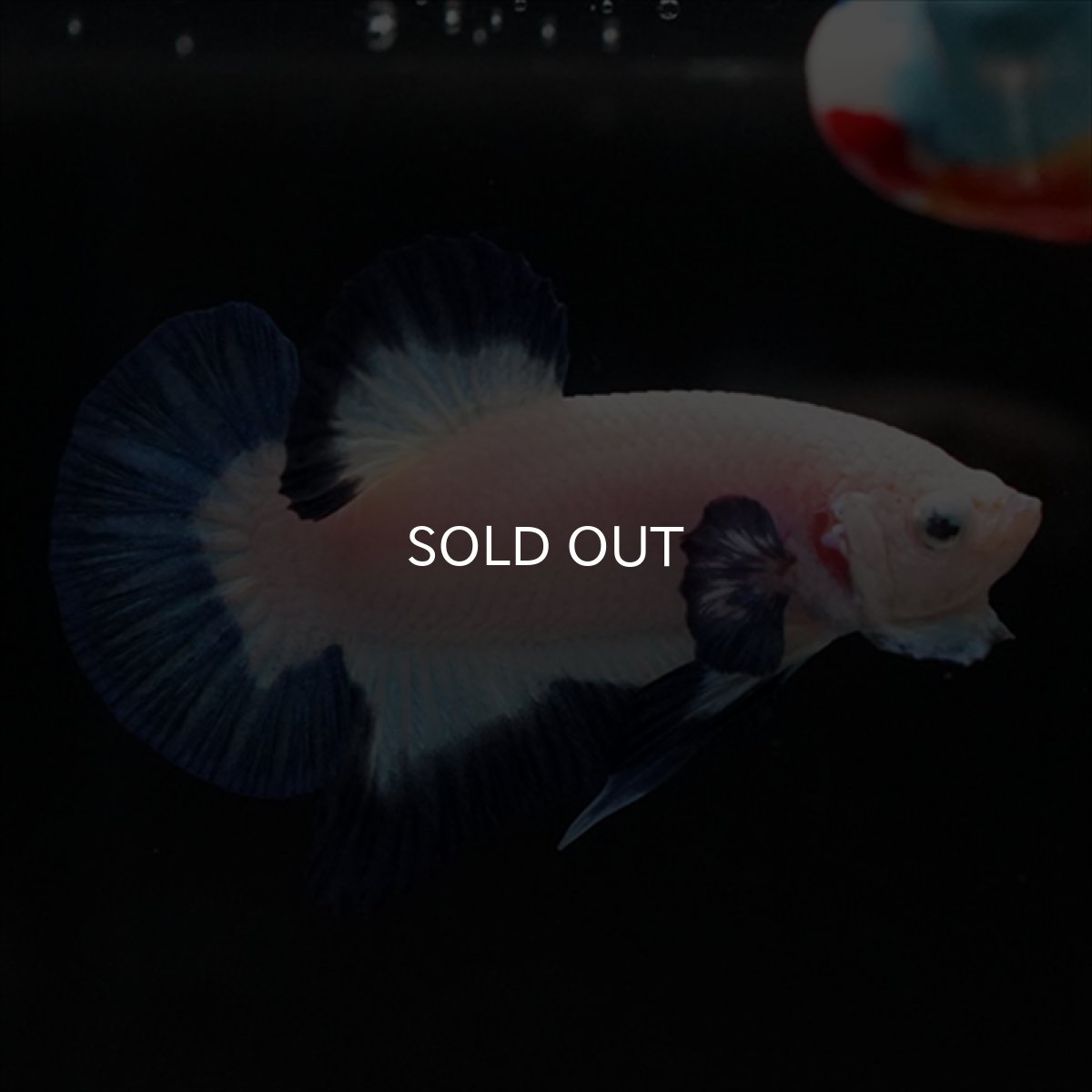 画像7: HMPK ブルーリム (7)