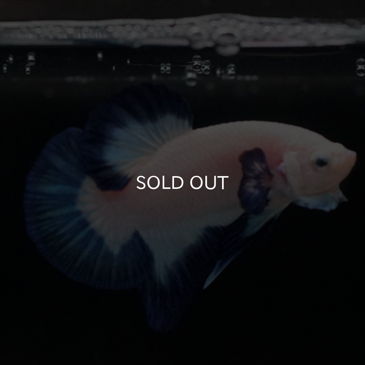 画像6: HMPK ブルーリム (6)