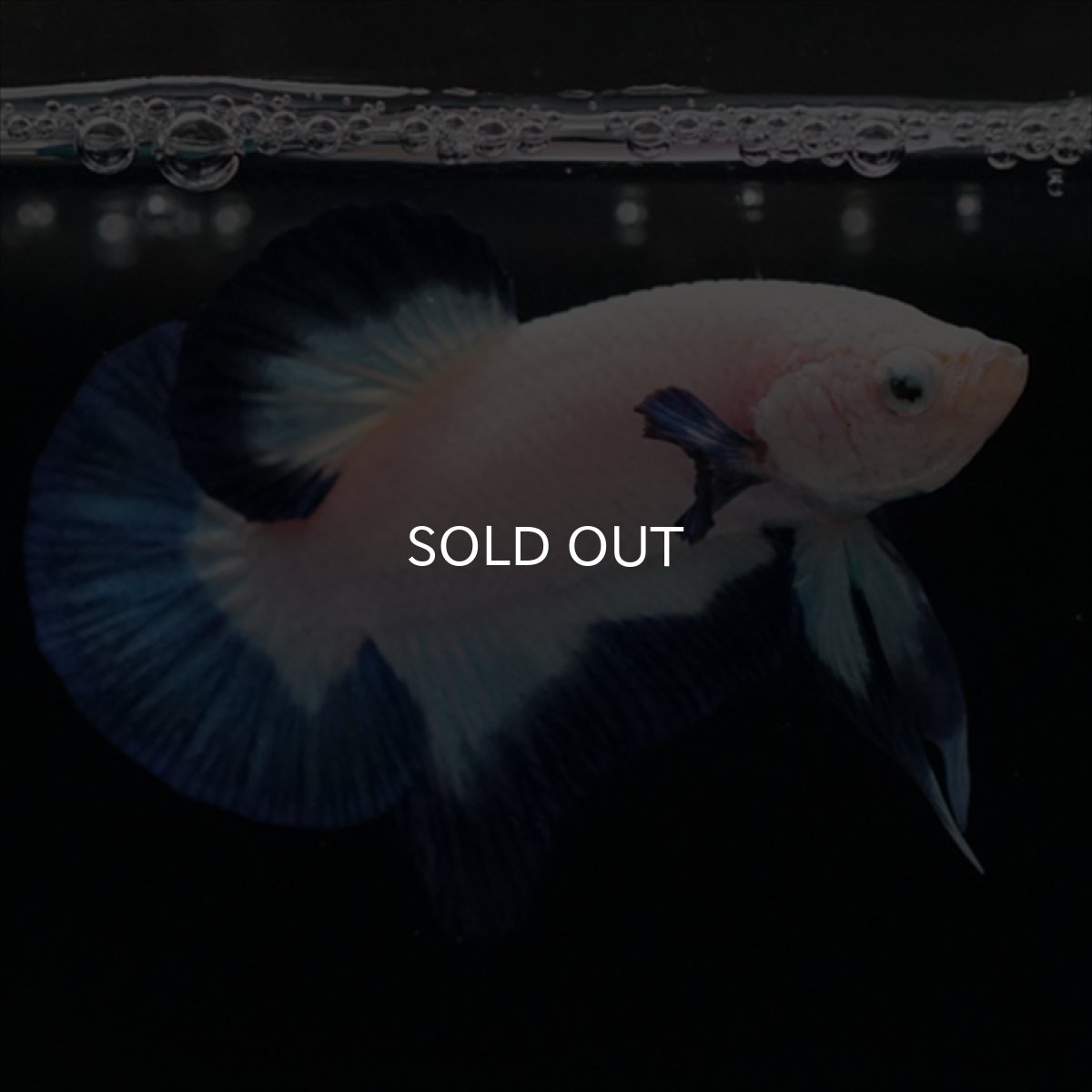 画像5: HMPK ブルーリム (5)