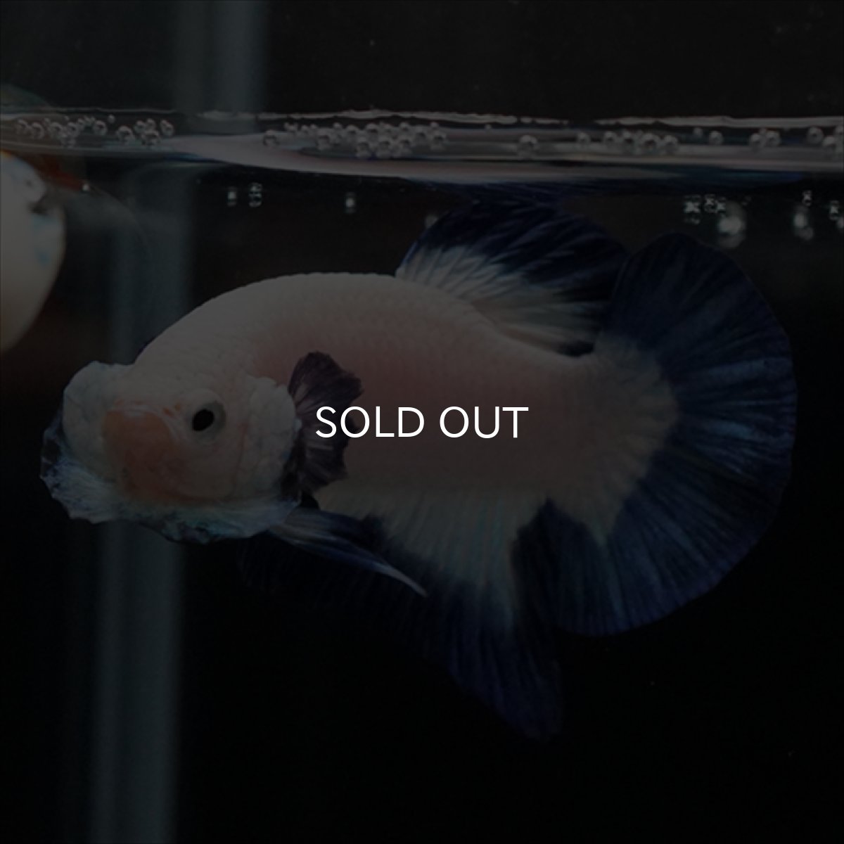 画像4: HMPK ブルーリム (4)