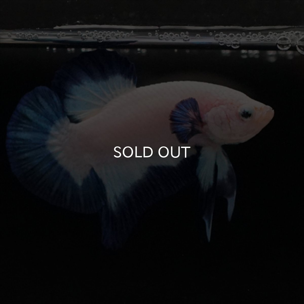 画像3: HMPK ブルーリム (3)